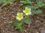 Tribulus Terrestris, Floraison d'une Croix de Malte, Graines de Tribulus Terrestris, Graines de Croix de Malte