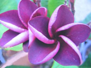 Frangipanier Mai Thaï - Plumeria Mai Thaï