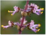 Ocimum sanctum - Graines de Basilic sacre