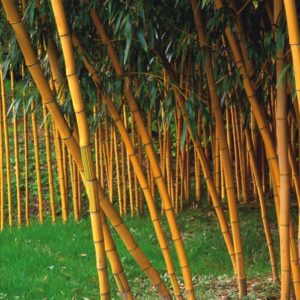 Graines de bambous