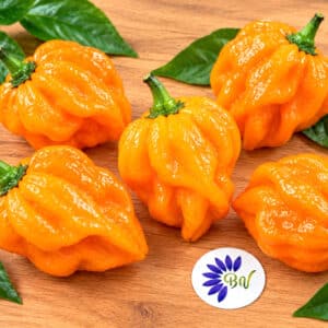Graines de Piment Trinidad Scorpion orange , Piments Trinidad Scorpion orange , Fruits de Capsicum chinense 'Trinidad Scorpion Orange'