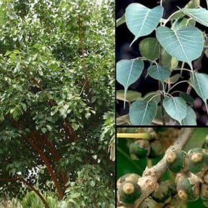 Ficus Religiosa, Figuier des Pagodes, Arbre Pagode, Arbre sacré, Banyan, Arbre de Bouddha