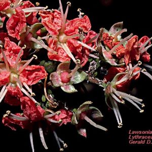 Henné - Lawsonia inermis
