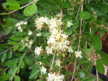 Henné arbuste-Lawsonia inermis 20 graines 