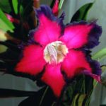Adenium Obesum Black Ruby - Rose du désert