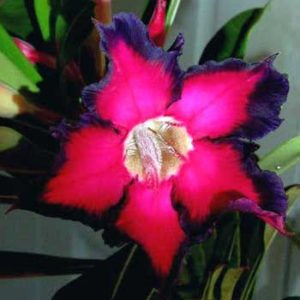Adenium Obesum Black Ruby - Rose du désert