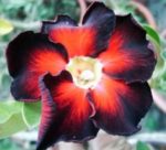 Adenium Obesum Black Fire 2 - Rose du désert