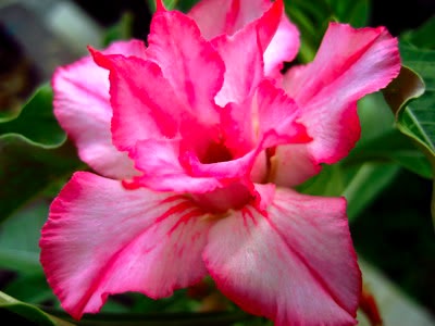 Adenium Obesum Jaow Paya - Rose du désert