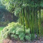 Bambou géant - Bambusa arundinacea