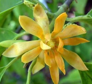 Michelia Champaca - Joy perfume tree