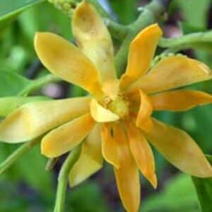 Michelia Champaca - Joy perfume tree