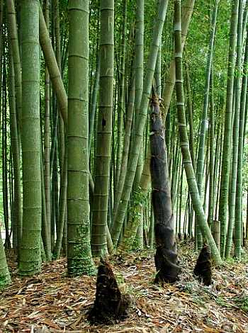 Bambou géant - Bambusa arundinacea
