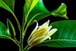 Michelia Champaca - Joy perfume tree