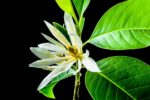 Michelia Champaca - Joy perfume tree