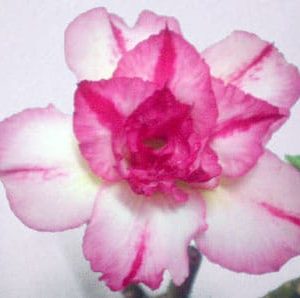 Adenium Obesum Double Pink pearl