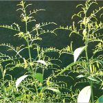 Andrographis paniculata