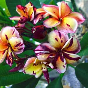 Frangipanier Black Cyclone, Plumeria Black Cyclone