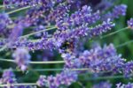 Graines de lavande, graines de Lavandula angustifolia