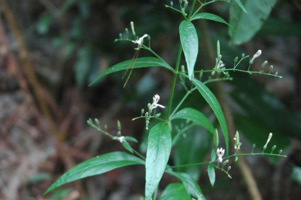 Fleurs d'Andrographis paniculata, Chirette verte, Kalmegh,
