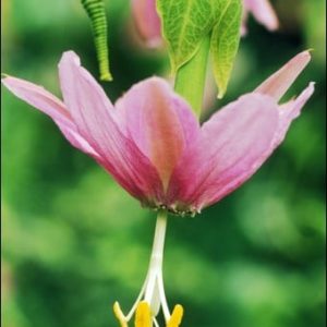 Passiflora Mollissima