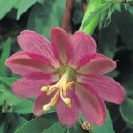 Fleur de fruit de la passion banane - Passiflora mollissima