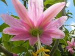 Passiflora Mollissima