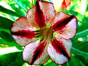 Adenium Obesum Bondyred - Rose du désert
