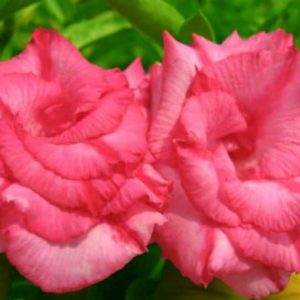 Adenium Obesum Rose - Rose du désert