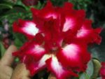 Adenium Obesum Saapnirun - Rose du désert