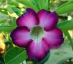 Adenium Obesum Star Violet - Rose du désert