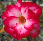 Adenium Obesum Sukuom - Rose du désert