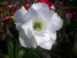 Adenium Obesum Angel - Rose du désert
