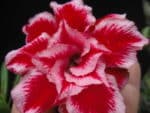 Adenium Obesum - Rose du désert