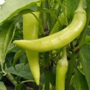 Mini poivron - Capsicum annuum