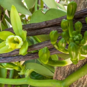 Vanilla planifolia, graines de vanille, semences vanilla, plant de vanillier, plant de vanille, plant orchidée vanille