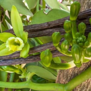 Graines de Myristica fragrans - Muscadier - Boutique Végétale