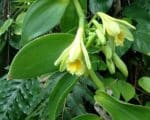 Vanilla-planifolia - Inflorescence