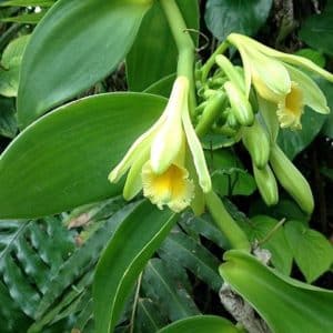 Vanilla-planifolia - Inflorescence