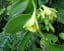 Vanilla planifolia - Boutures et plants de vanillier - Boutique Végétale