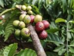 Coffea Arabica - Fructification