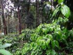 Coffea Arabica, Caféier