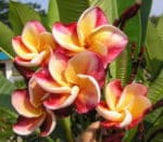 Frangipanier - Plumeria - Fleur des Temples