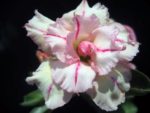 Adenium Obesum Bonanza - Rose du désert