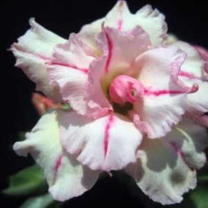 Adenium Obesum Bonanza - Rose du désert