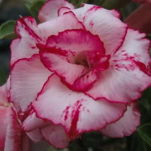 Adenium Obesum Ladygaga - Rose du désert