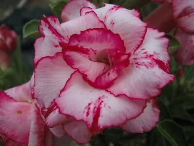Adenium Obesum Ladygaga - Rose du désert