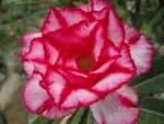 Adenium Obesum Triple aroma - Rose du désert