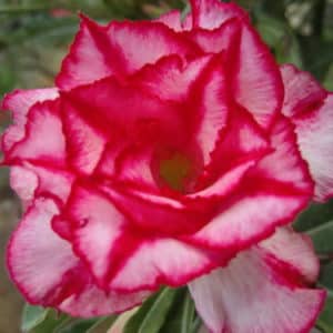 Adenium Obesum Triple aroma - Rose du désert