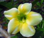 Adenium Obesum Whitegold - Rose du désert