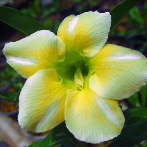 Adenium Obesum Whitegold - Rose du désert
